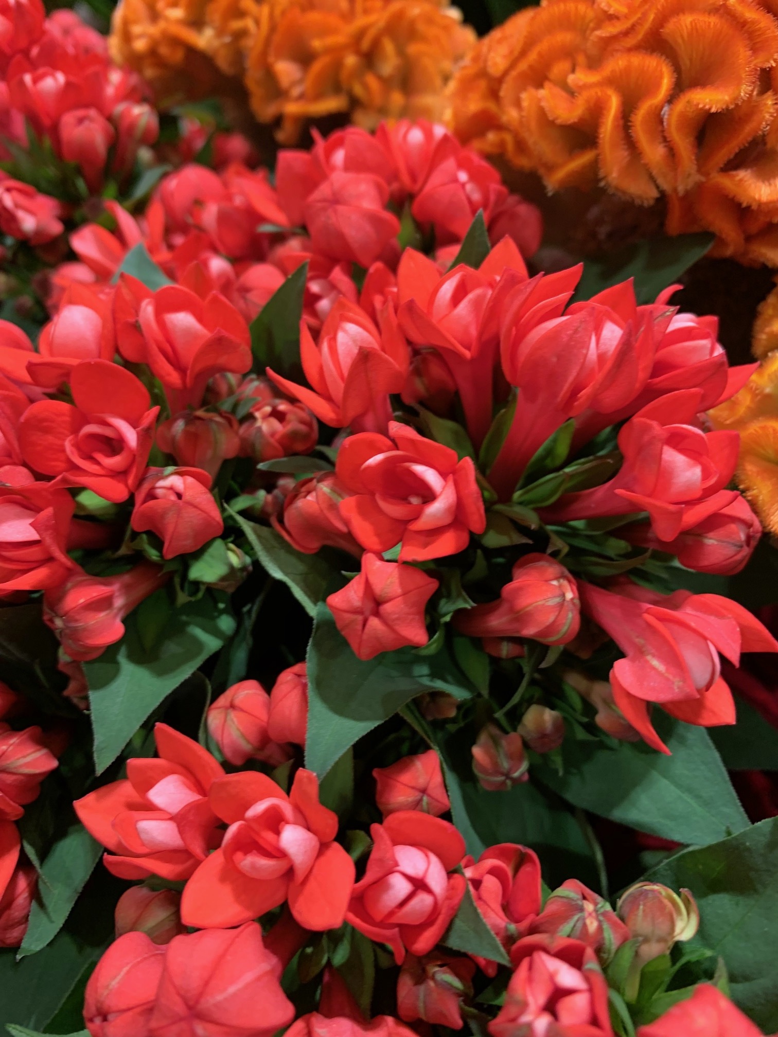 fleurs saison