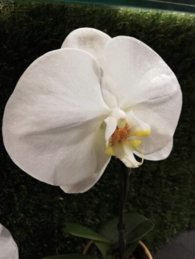 Phalaenopsis Solingo duo