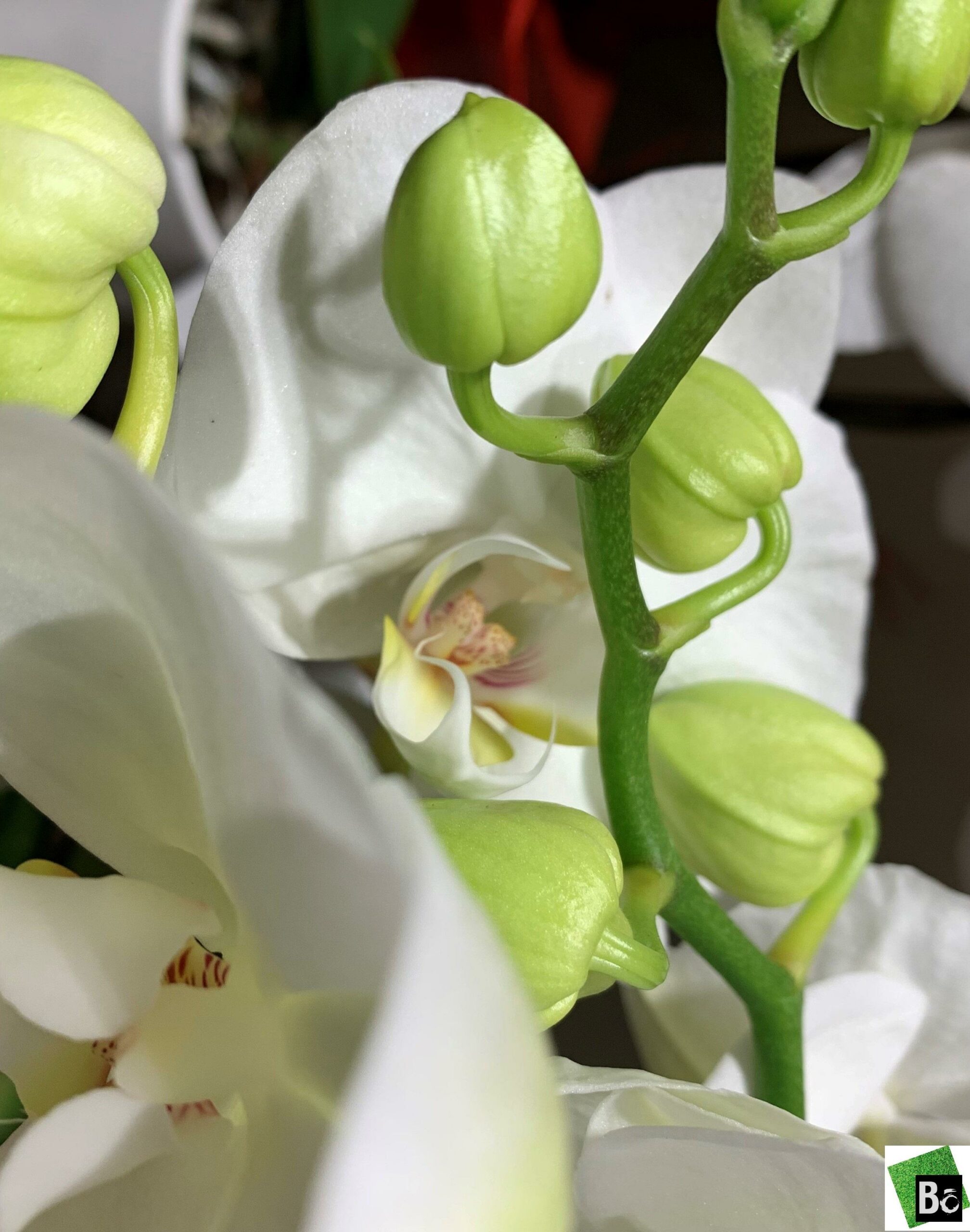 Orchideeën BO