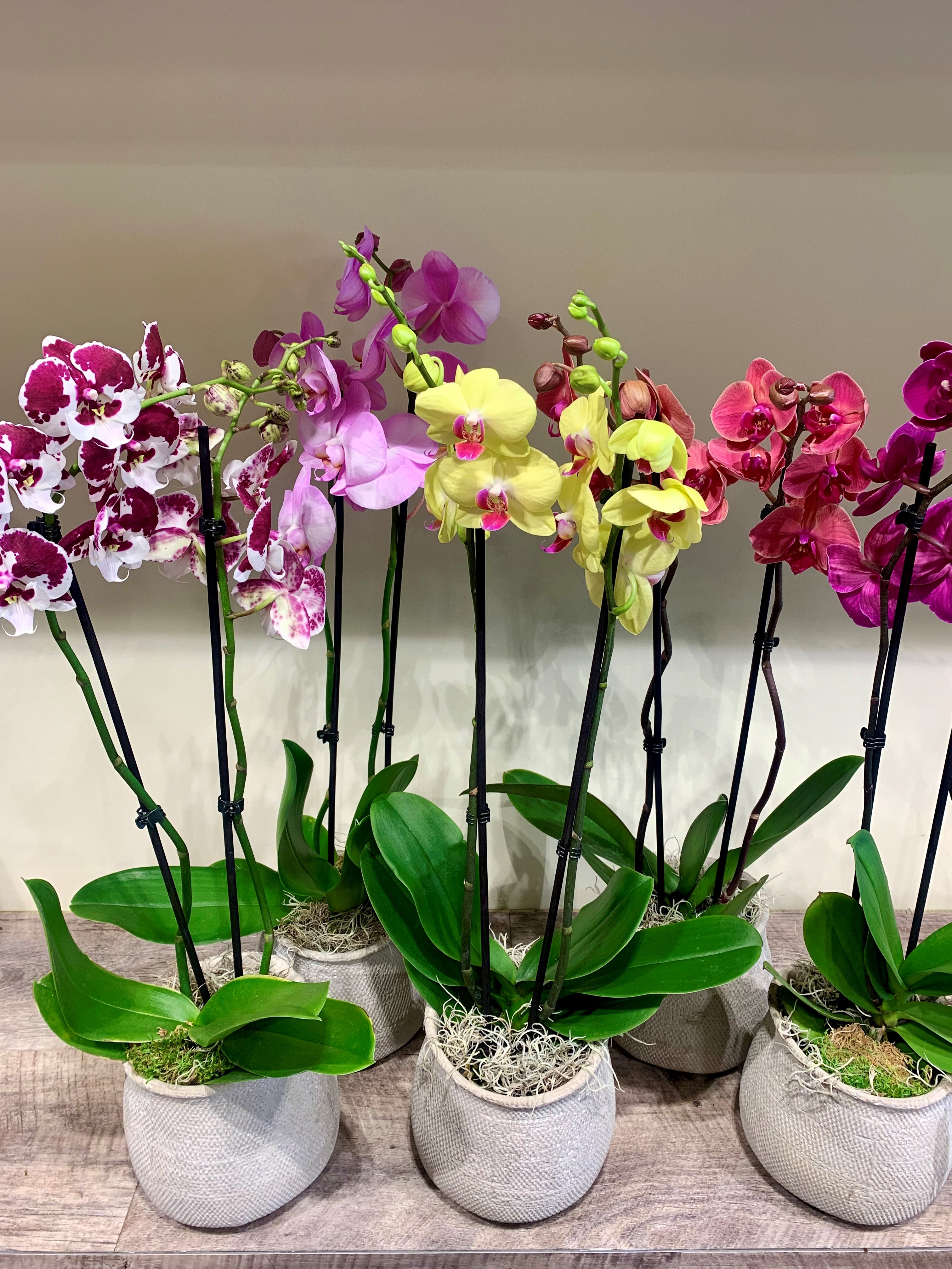 The colored Phalaenopsis orchid and its base - BôFlowers Signature